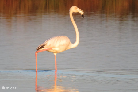 Overwinterende flamingo