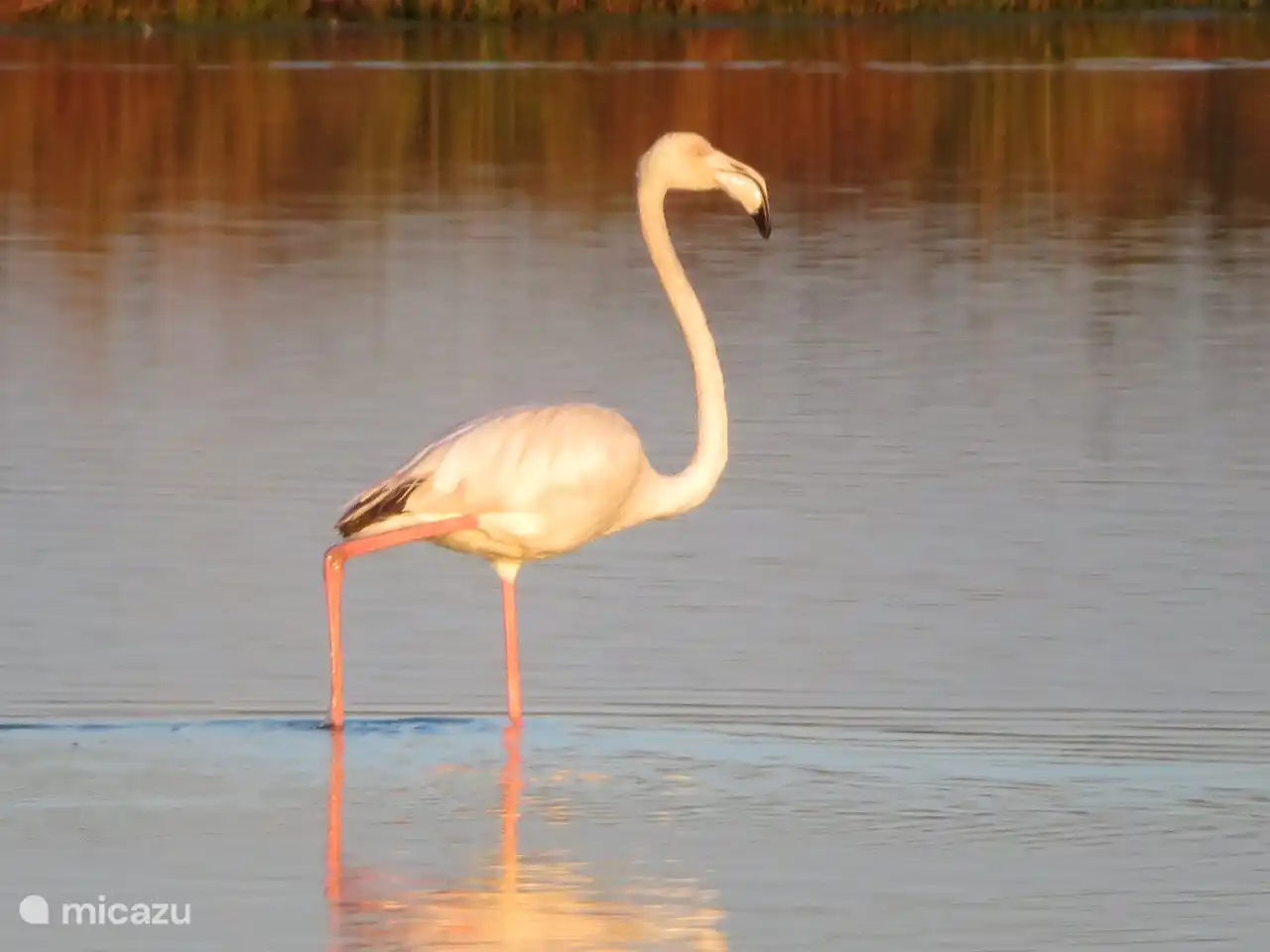Un flamenco en las salinas de Castro Marim.