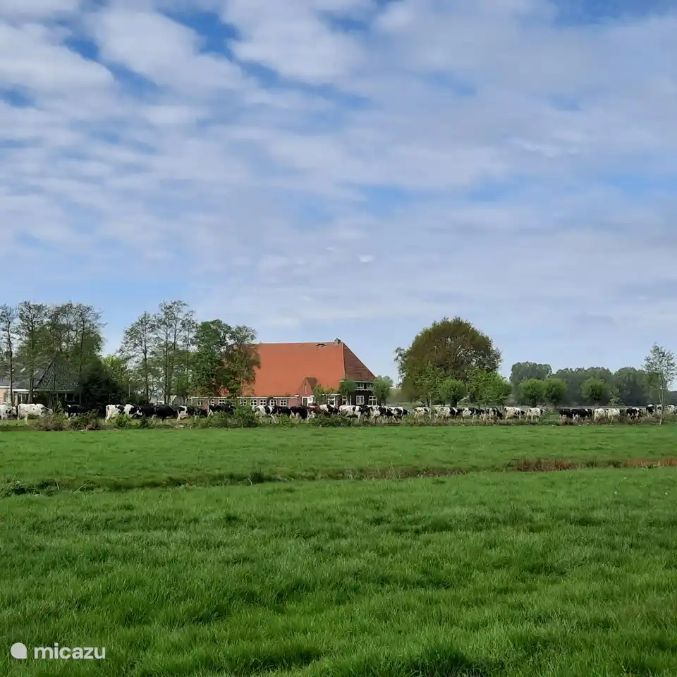 From the terrace you can see our cows walking to the pasture during the summer months.