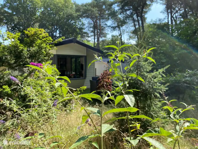 Chalet hibou des marais en lisière de forêt | Pays-Bas, Drenthe, Diever - Chalet Chalet hibou des marais en lisière de forêt | Pays-Bas, Drenthe, Diever - Chalet