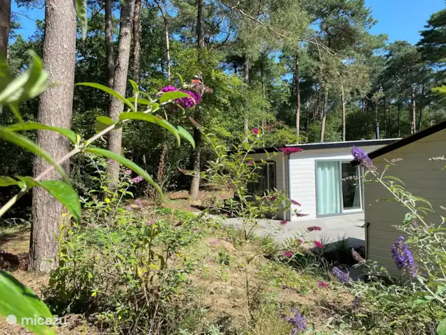 Chalet Petite Chouette | Pays-Bas, Drenthe, Diever - chalet Vue dégagée en forêt