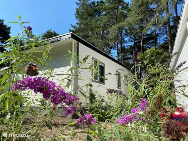 Chalet Petite Chouette | Pays-Bas, Drenthe, Diever - chalet
