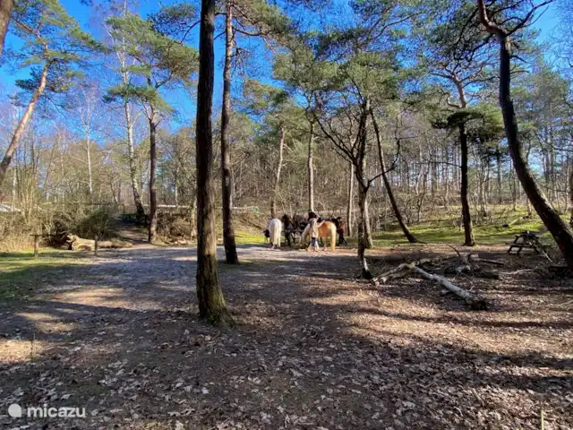 Cloche des dunes | Pays-Bas, Hollande du Nord, Limmen - maison de vacances Dunes