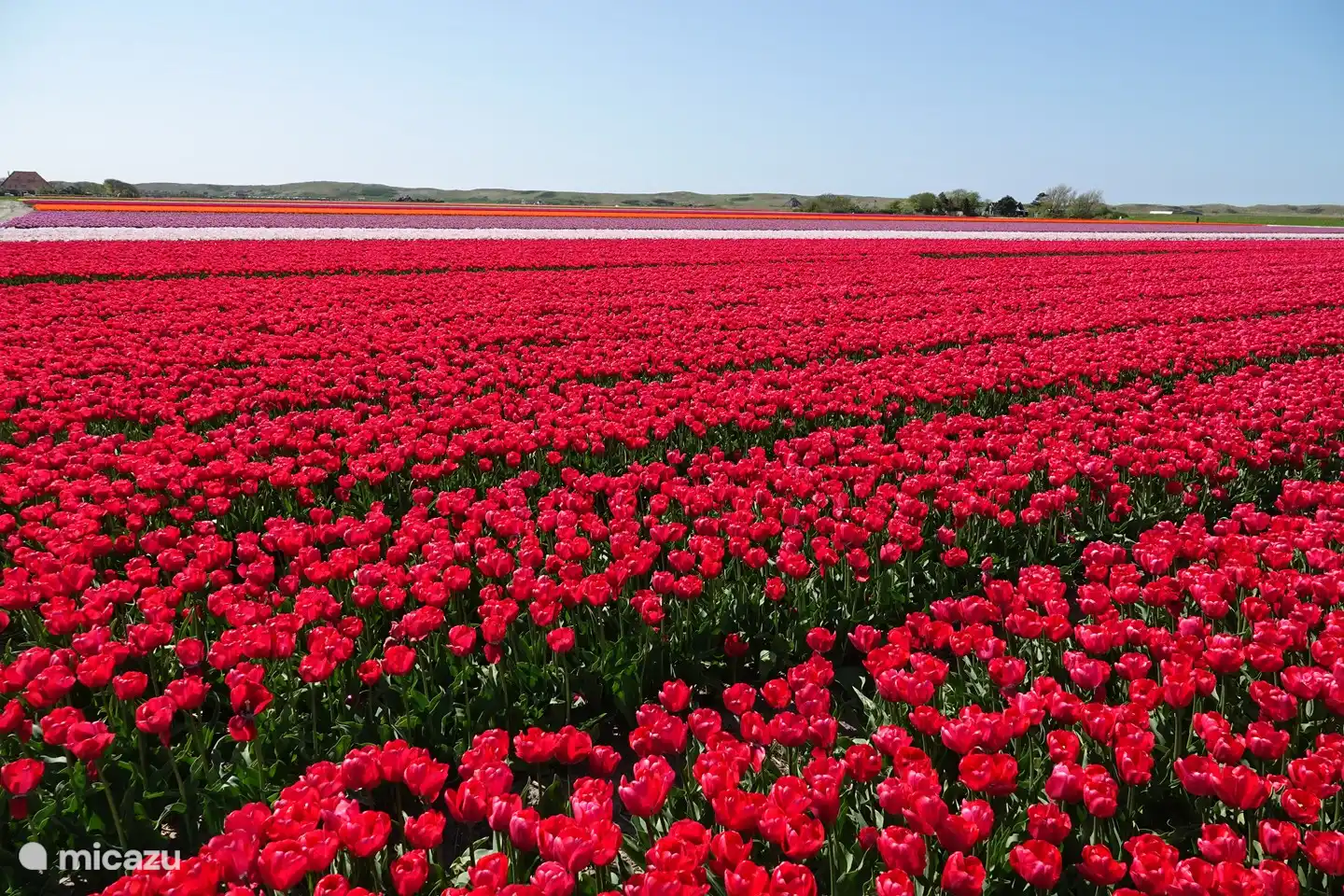Champs de tulipes dans la région