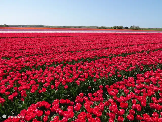 Cloche des dunes | Pays-Bas, Hollande du Nord, Limmen - maison de vacances Champs de tulipes dans la région