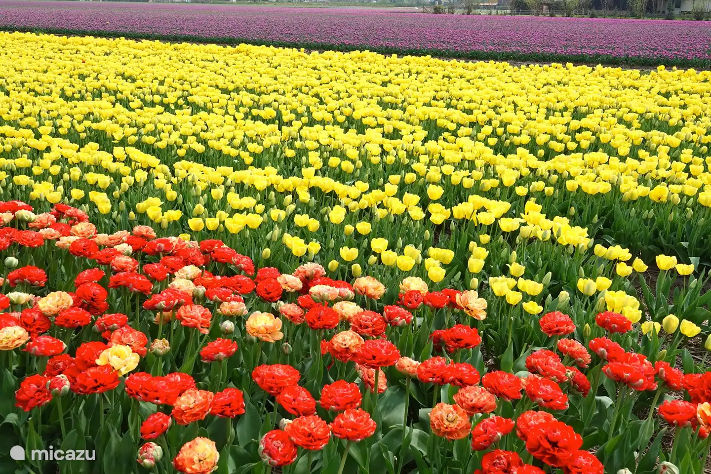 Champs de tulipes dans la région