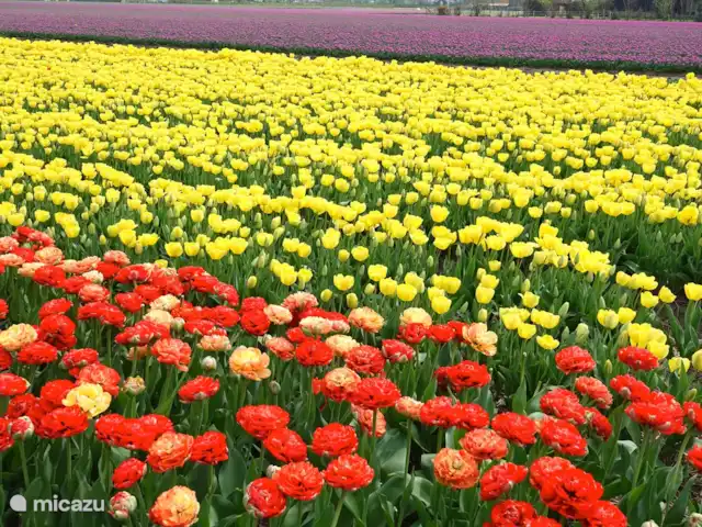 Cloche des dunes | Pays-Bas, Hollande du Nord, Limmen - maison de vacances Champs de tulipes dans la région