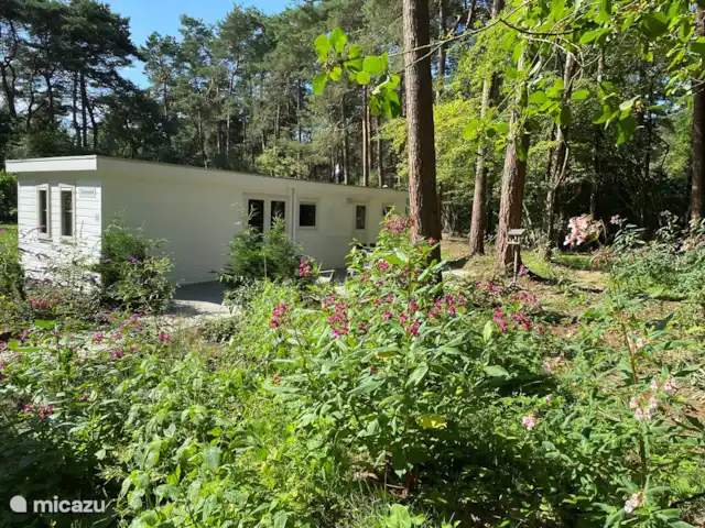 Chalet Búho Nival. En el borde del bosque en Países Bajos, Drente, Diever - chalet