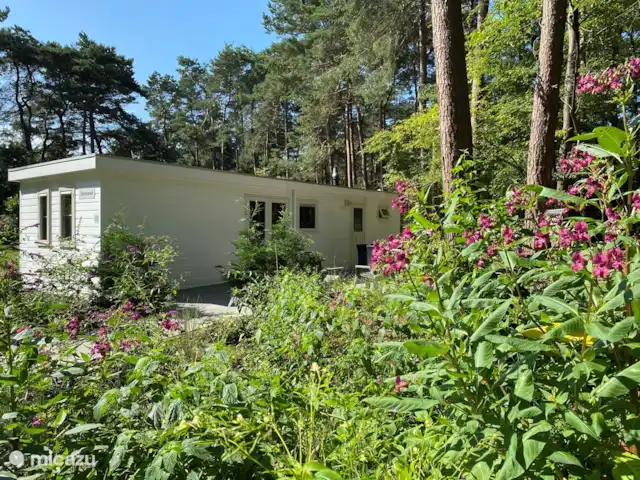 Chalet Búho Nival. En el borde del bosque en Países Bajos, Drente, Diever - chalet