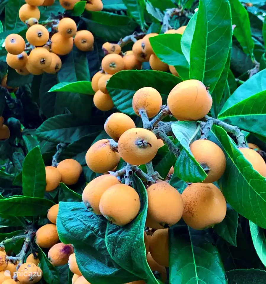 dans le jardin d'agrément il y a aussi quelques arbres fruitiers, comme ce fruit tropical, des orangers, des figuiers, des amandiers, des vignes, des citronniers