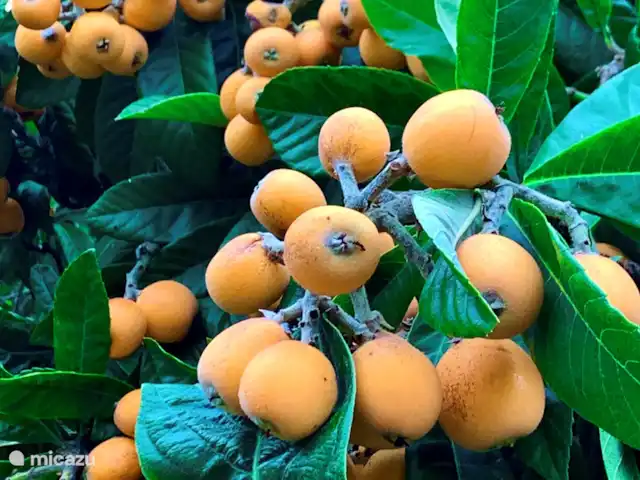 Finca Tropical - Montroy - Valence | Espagne, Valence, Montroy - villa dans le jardin d'agrément il y a aussi quelques arbres fruitiers, comme ce fruit tropical, des orangers, des figuiers, des amandiers, des vignes, des citronniers