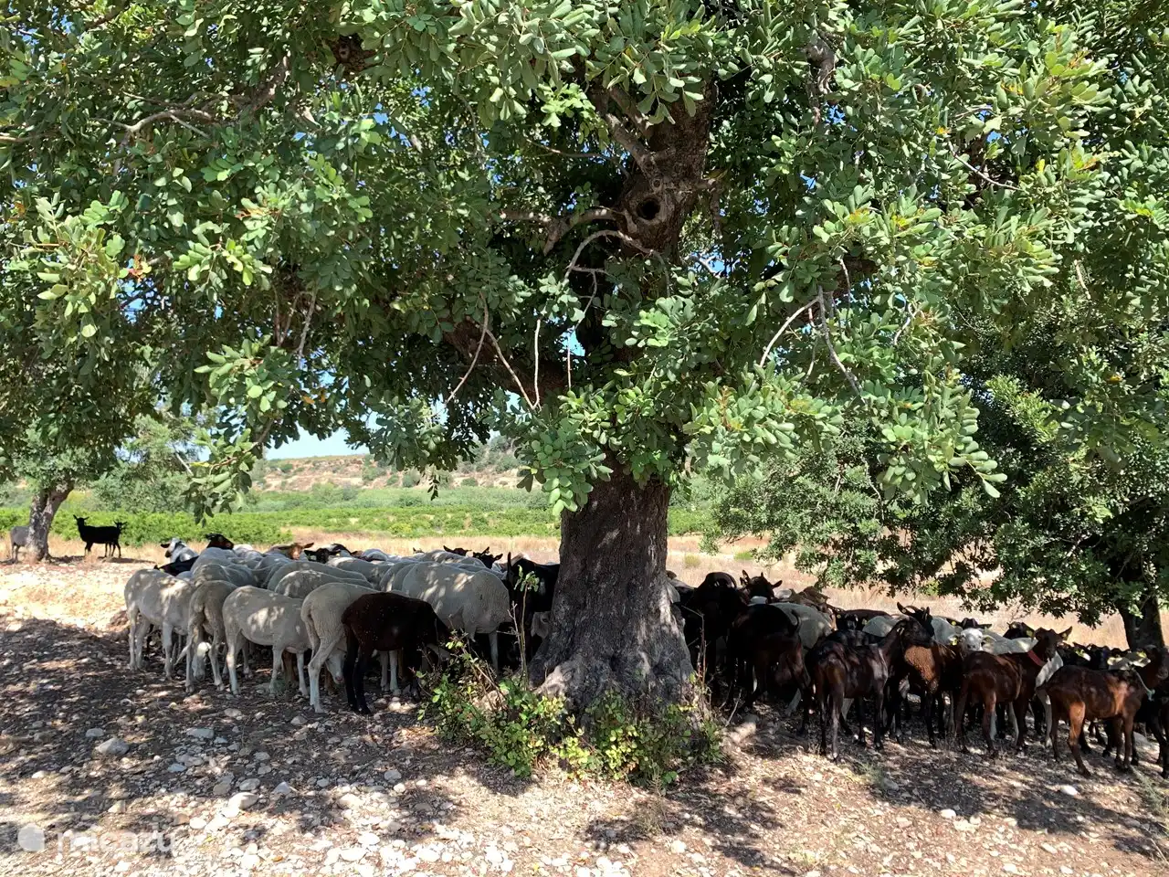 la villa est en pleine nature, en vous promenant vous pourrez rencontrer un troupeau de moutons ou de chèvres