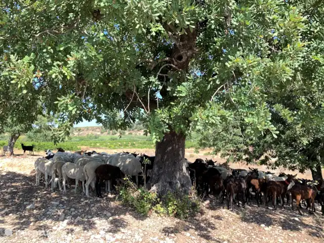 Finca Tropical - Montroy - Valence | Espagne, Valence, Montroy - villa la villa est en pleine nature, en vous promenant vous pourrez rencontrer un troupeau de moutons ou de chèvres