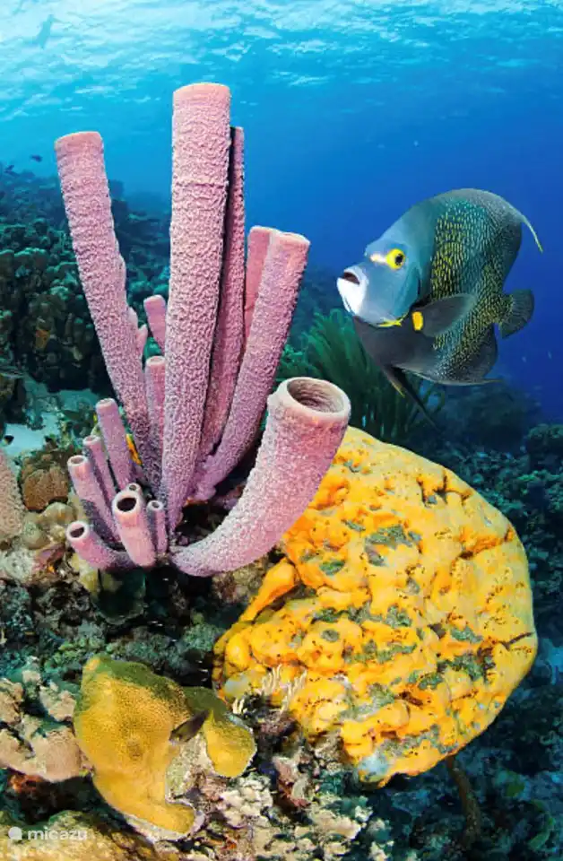 Snorkeling or diving