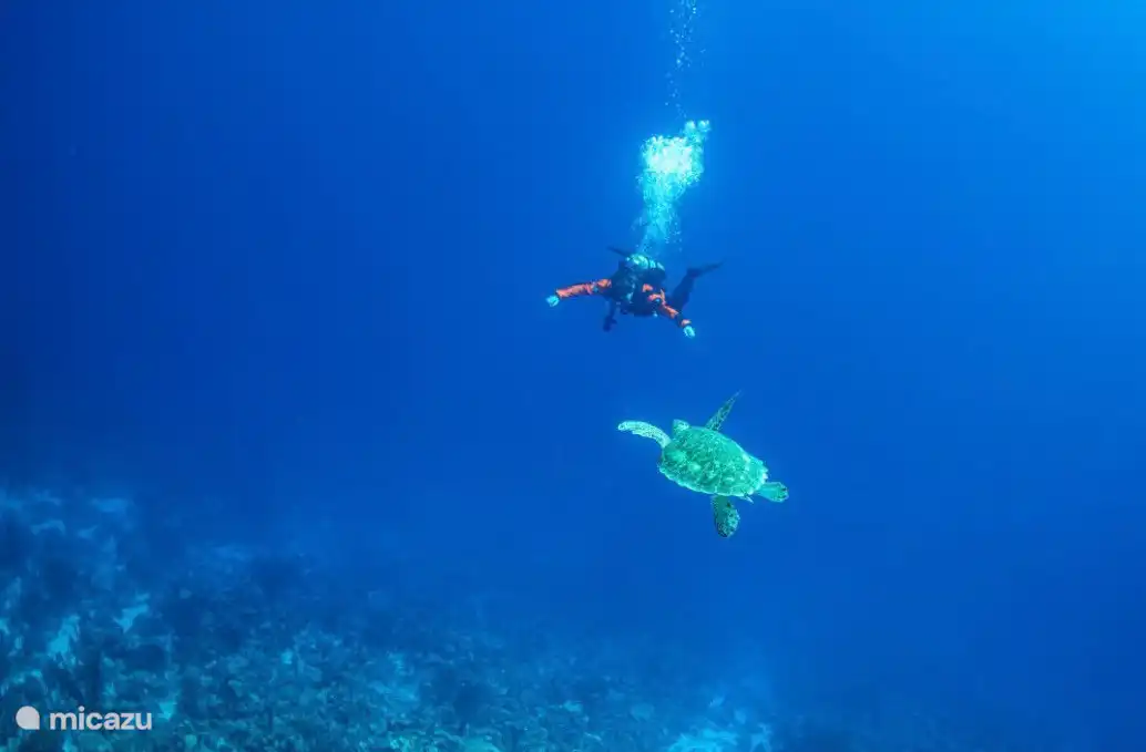 Duikshop en duikschool Dive Factory op resort Courtyard Vilage