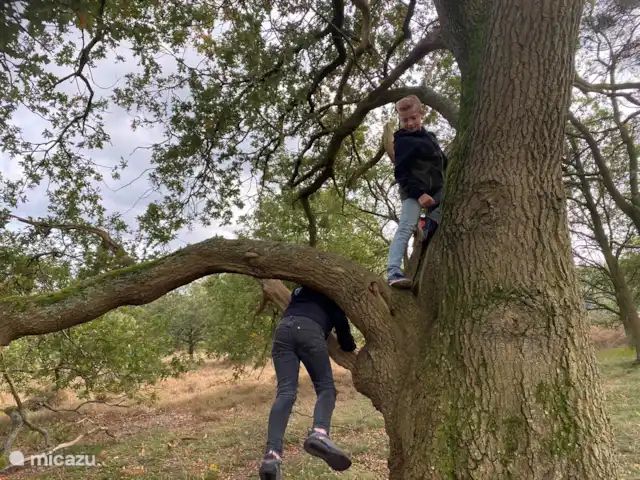 Bosrust huren in Nederland, Overijssel, Ommen - bungalow Lekker klimmer en klauteren