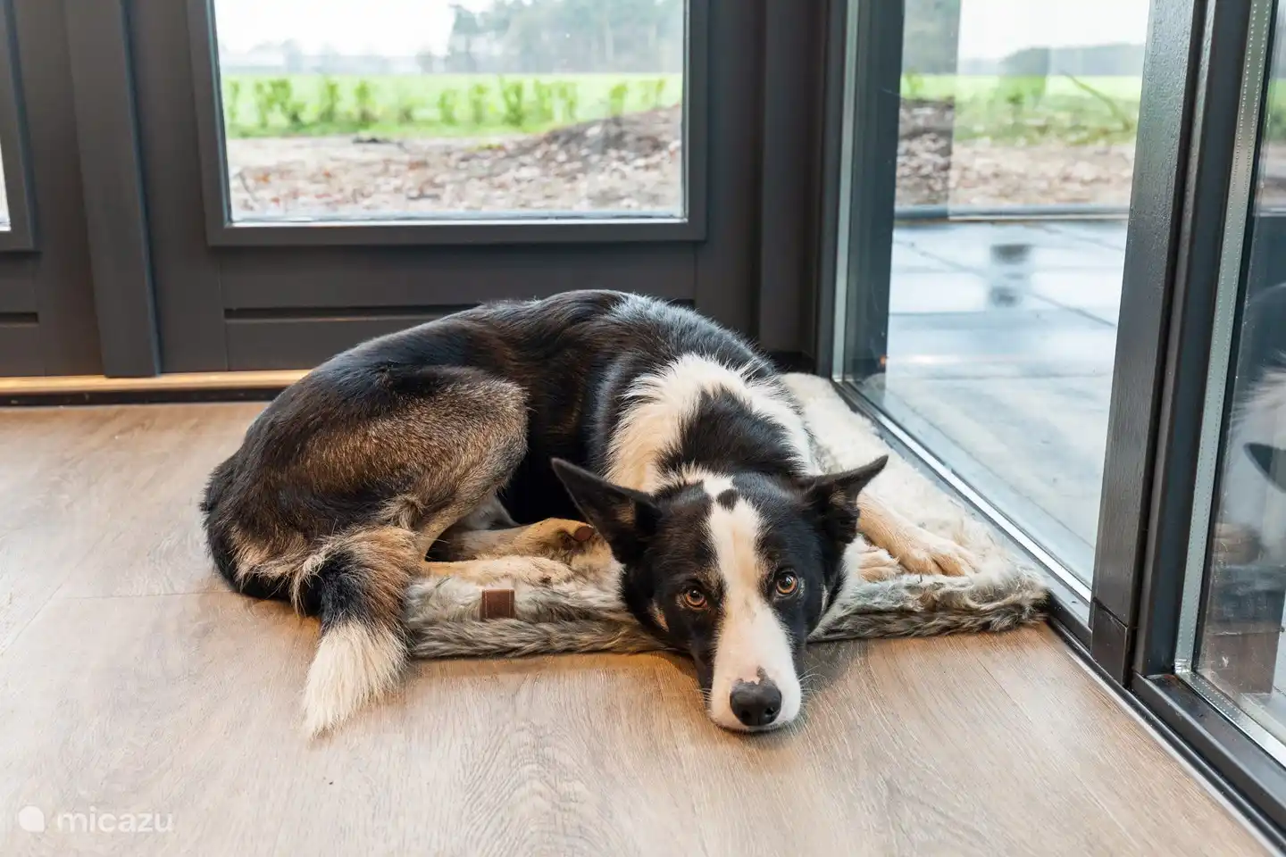 Ein Hund ist erlaubt.