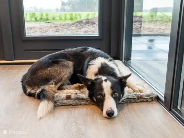 Bosrust huren in Nederland, Overijssel, Ommen - bungalow Een hond is toegestaan.