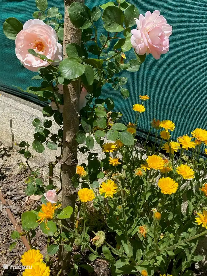 Bloemen bij terras