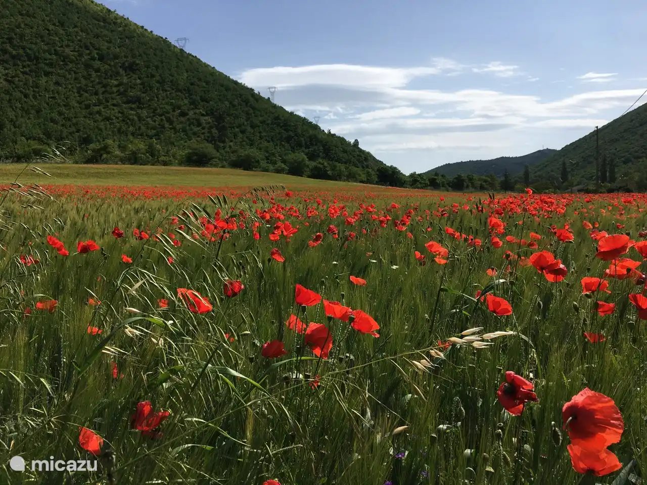 Ook in Fabriano is in juni bloemenpracht piano grande aanwezig. Maak een wandeling aan de Giano. Maak een wandeling in die buurt : Wikiloc Vetralla Colle Paganello