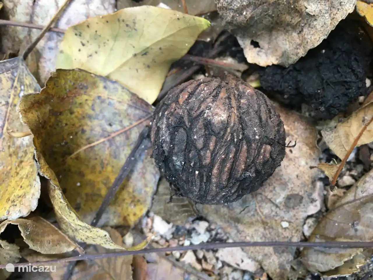 Zwarte noot (aangeplant lang geleden) op de wandelweg. Vertrek in Cancelli naar de bronnen van de Giano: Wikiloc  Cancelli Sorgenti del Fiume Giano - Monte Vallarga- Casalencio