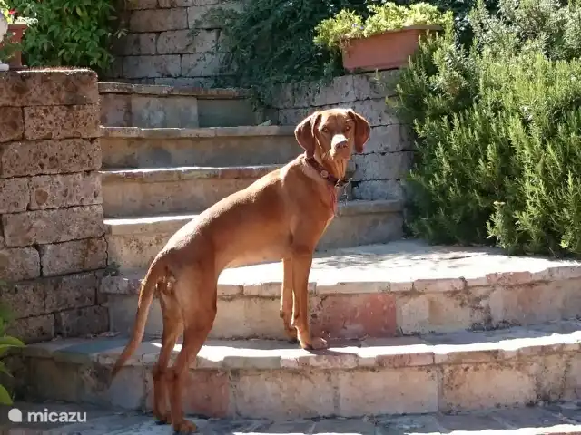 Ook uw huisdier is bij ons welkom, mits in overleg.