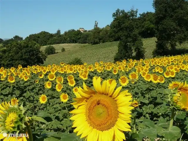 Zonnebloemen op het veld voor ons huis.
