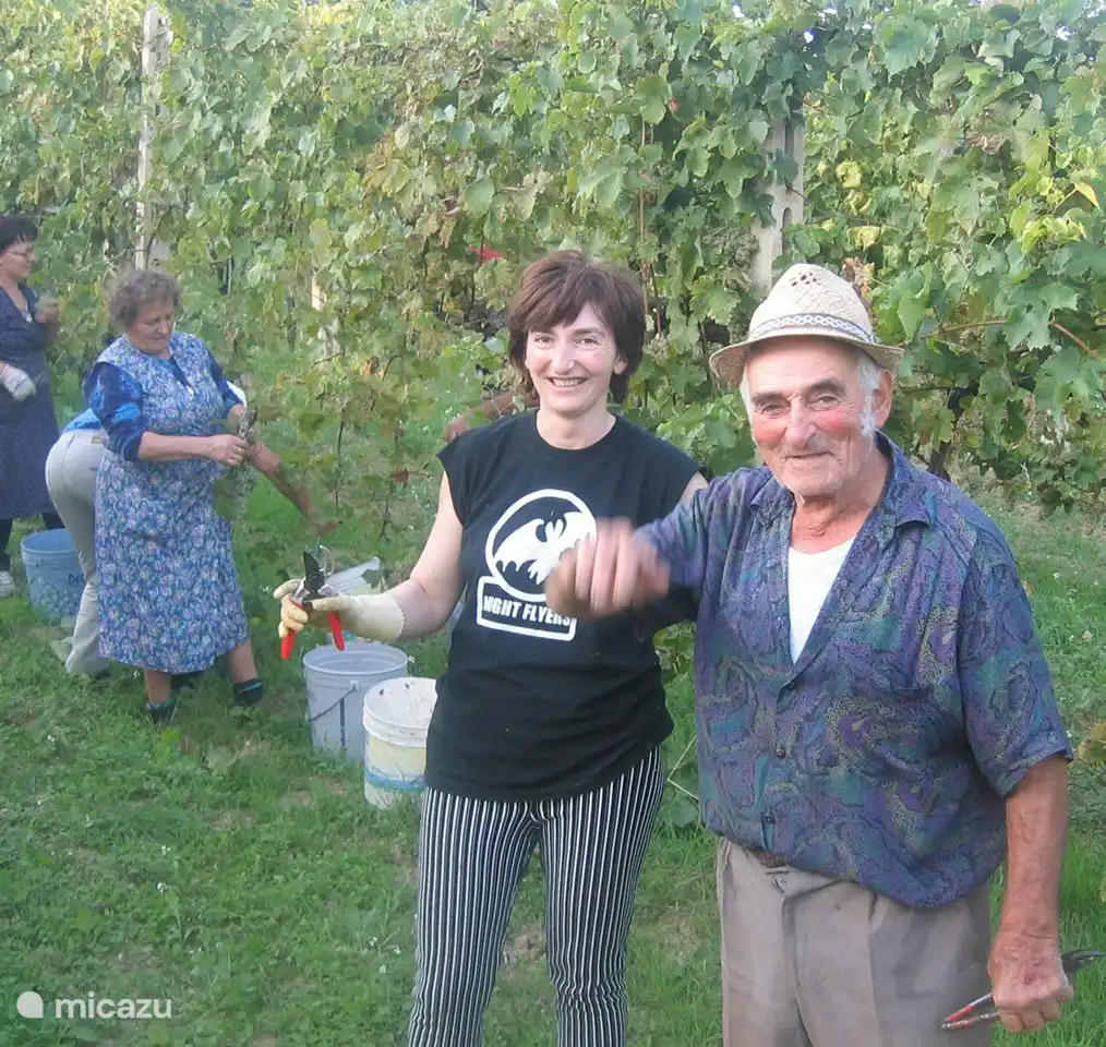 Helpen met de druivenoogst.