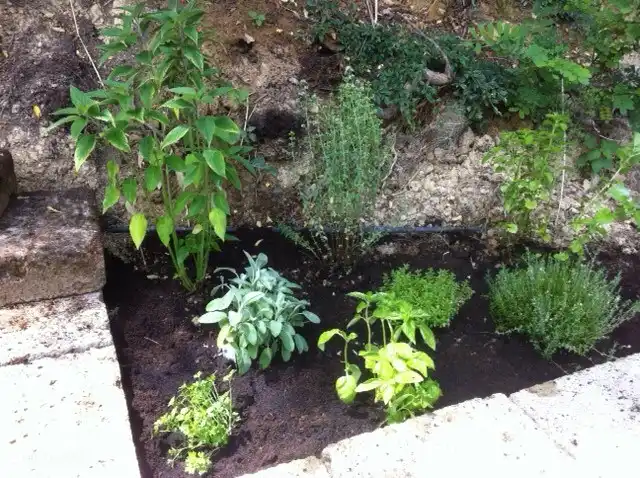 Kruidentuintje op het terras. Altijd je eigen verse kruiden om te koken.