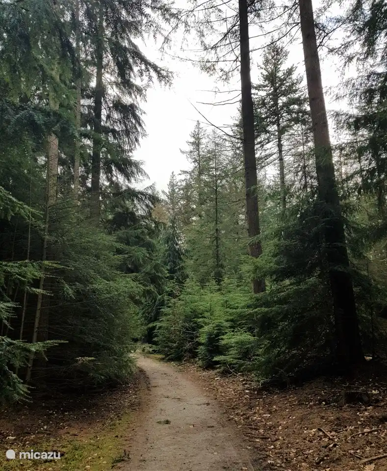 Einer der vielen Waldwege