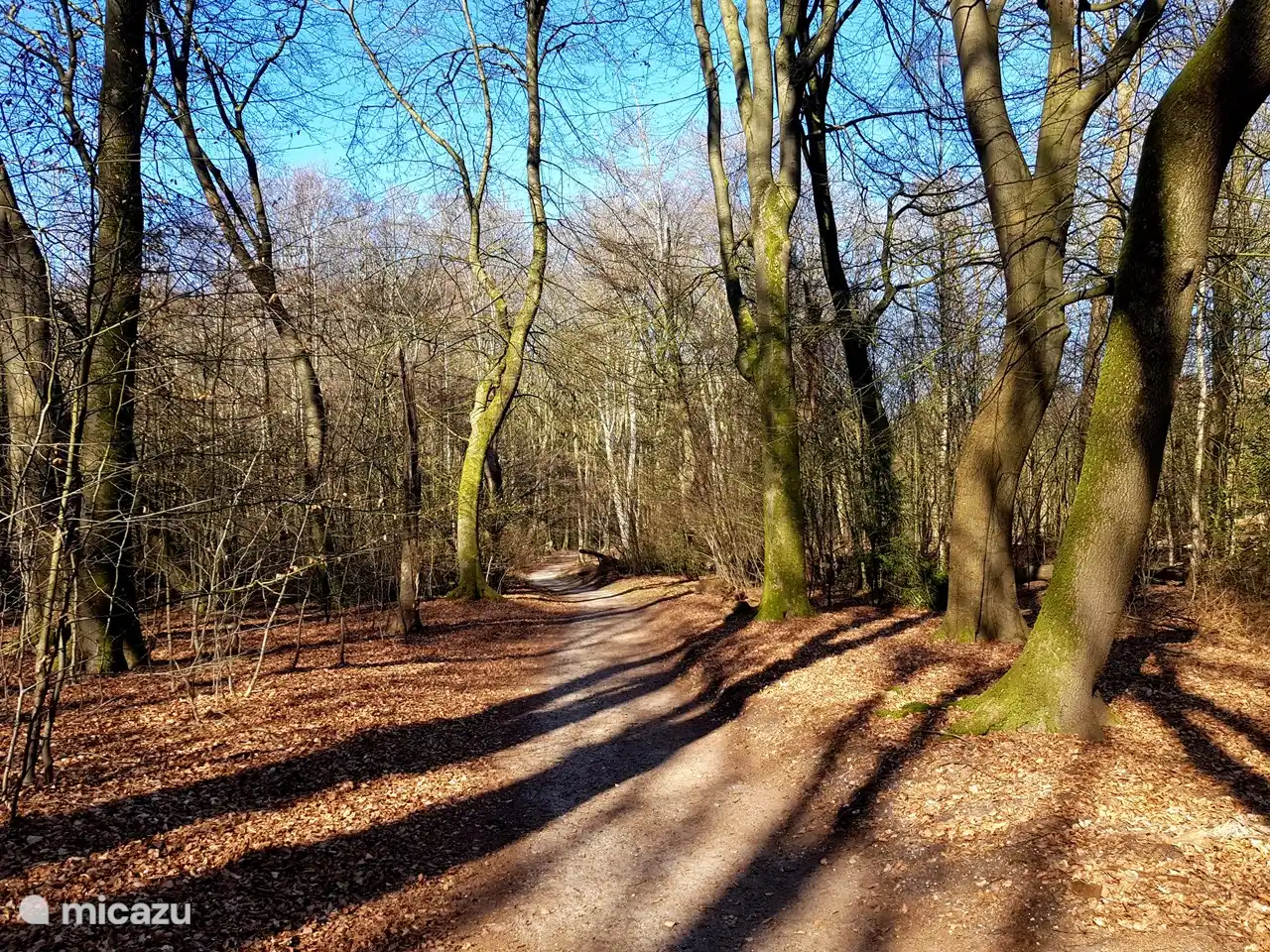 Die tanzenden Bäume im Spreudelbos