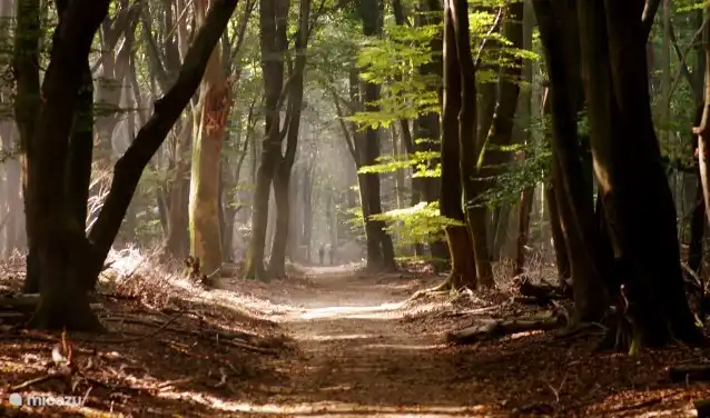 Heerlijke wandelen; het bos ligt op 2 minuten vanuit de vakantiewoning!