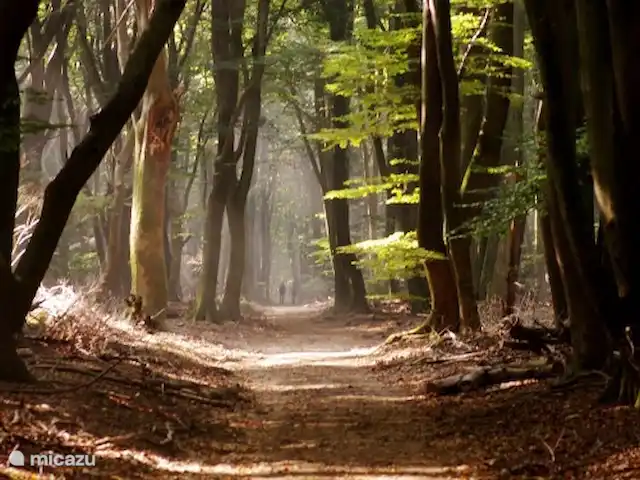 Vakantiehuis 'Rood Koper' Veluwe! huren in Nederland, Gelderland, Putten - bungalow Heerlijke wandelen; het bos ligt op 2 minuten vanuit de vakantiewoning!