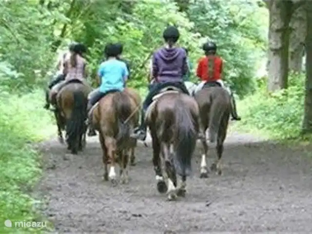 Vakantiehuis 'Rood Koper' Veluwe! huren in Nederland, Gelderland, Putten - bungalow Paardrijden!