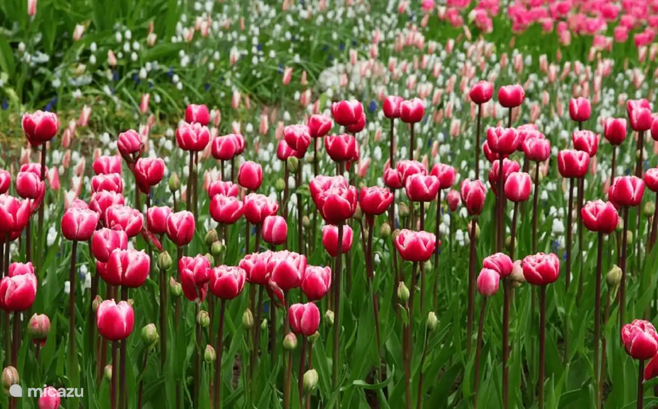 Die Tulpenfelder, die von Ende März bis Mitte Mai am besten bewundert werden können