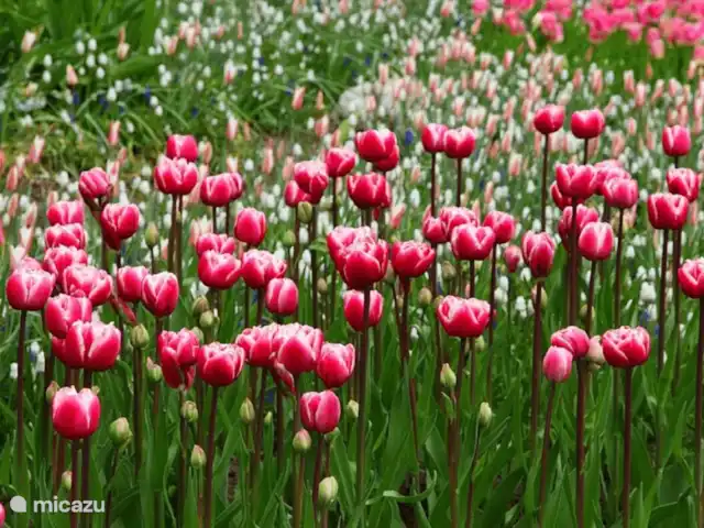 Pequeña casa Bergen NH en Países Bajos, Holanda del Norte, Warmenhuizen - chalet Los campos de tulipanes que mejor se pueden admirar desde finales de marzo hasta mediados de mayo