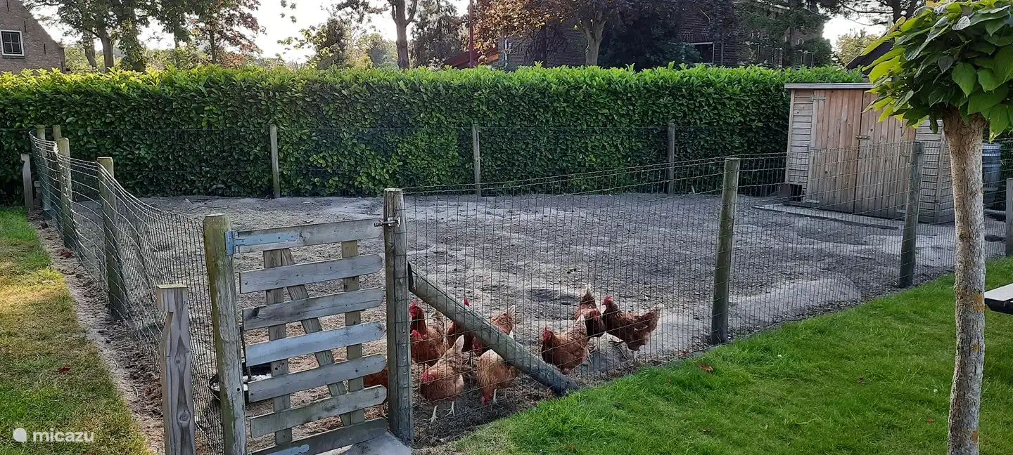 Geselligkeit unserer eigenen Hühner und ein frisches Ei für Sie!