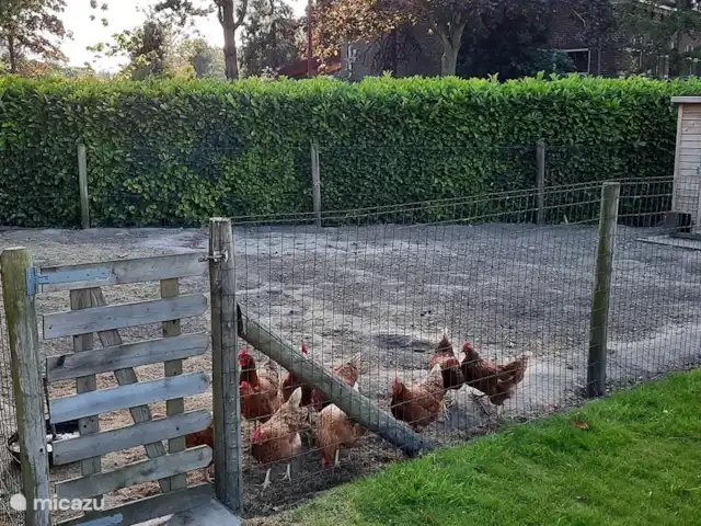 El Smousenhoek en Países Bajos, Holanda Meridional, Ouddorp - casa vacacional ¡La calidez de nuestras propias gallinas y un huevo fresco para ti!