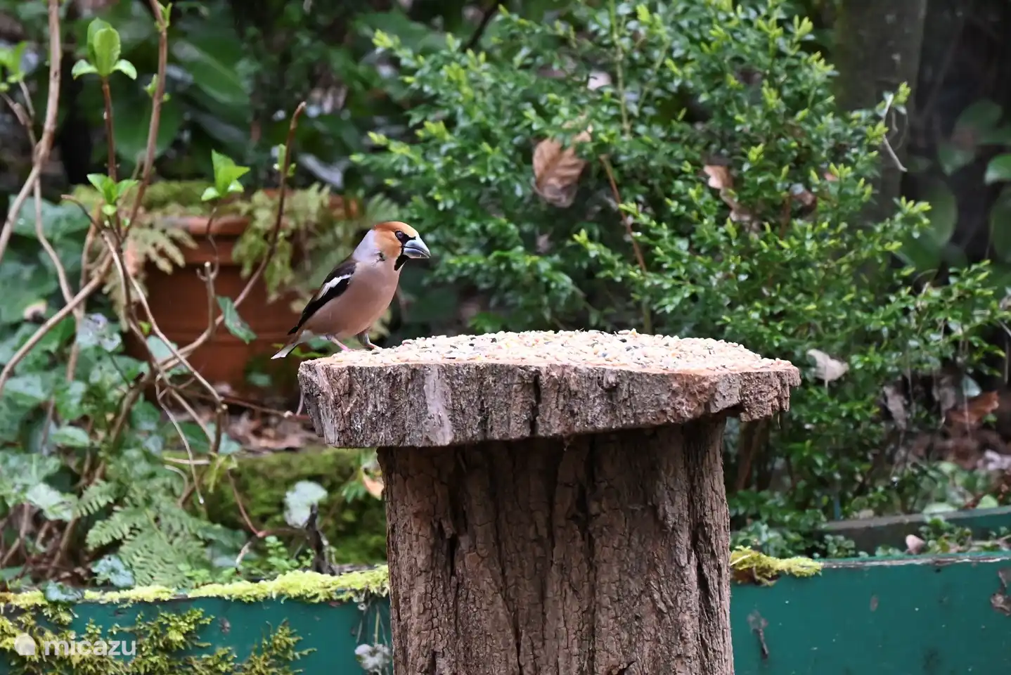 Picogordo en el jardín
