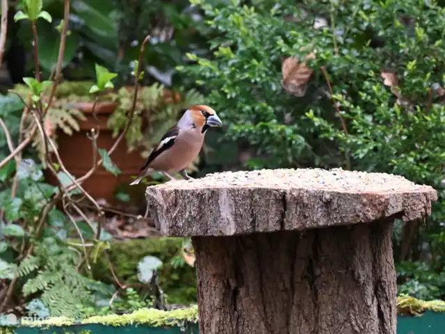 Chalet dans les bois | Pays-Bas, Gueldre, Groesbeek - chalet Hawfinch dans le jardin