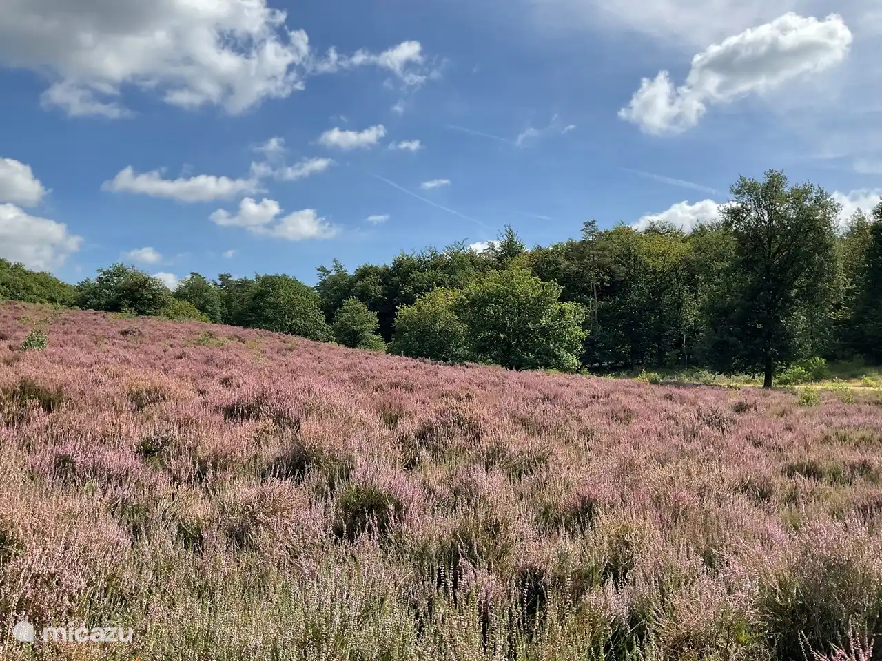Heide cerca del Kraaiendal
