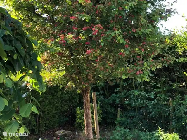 Location de Vacances Pays-Bas, Gueldre, Wells, maison de vacances - Le joyau de Putse Beaux arbres