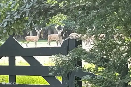 détente dans la Veluwe