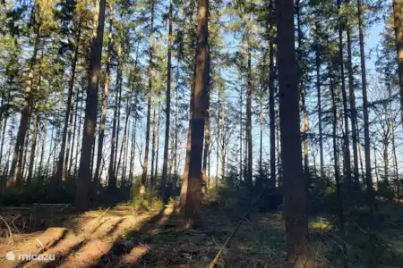 détente dans la Veluwe