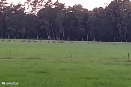 détente dans la Veluwe