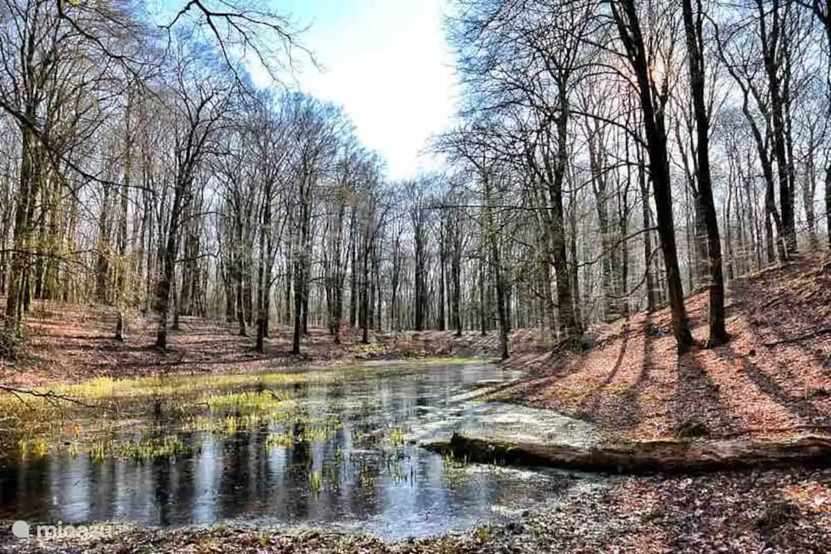 Der Solsegat ist nur wenige Gehminuten vom alten Wald entfernt. Bei Sonnenuntergang besteht eine gute Chance, wild lebende Tiere zu beobachten