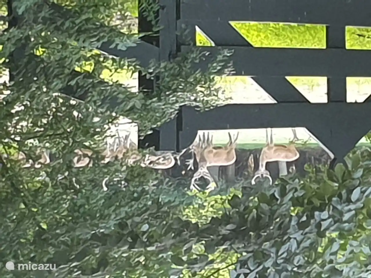 Wildtiere auf dem Veluwe im Sprielder- oder Speulderwald beobachten.