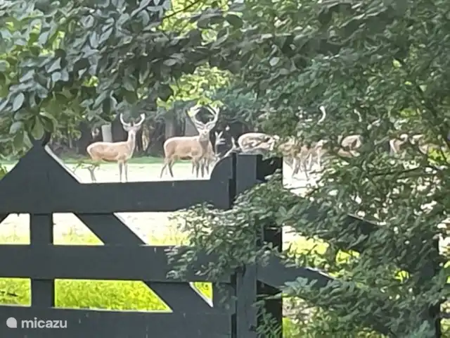 L'écureuil | Pays-Bas, Gueldre, Wells - chalet observer la faune sur la Veluwe dans le Sprielder ou le Speulder Bos.