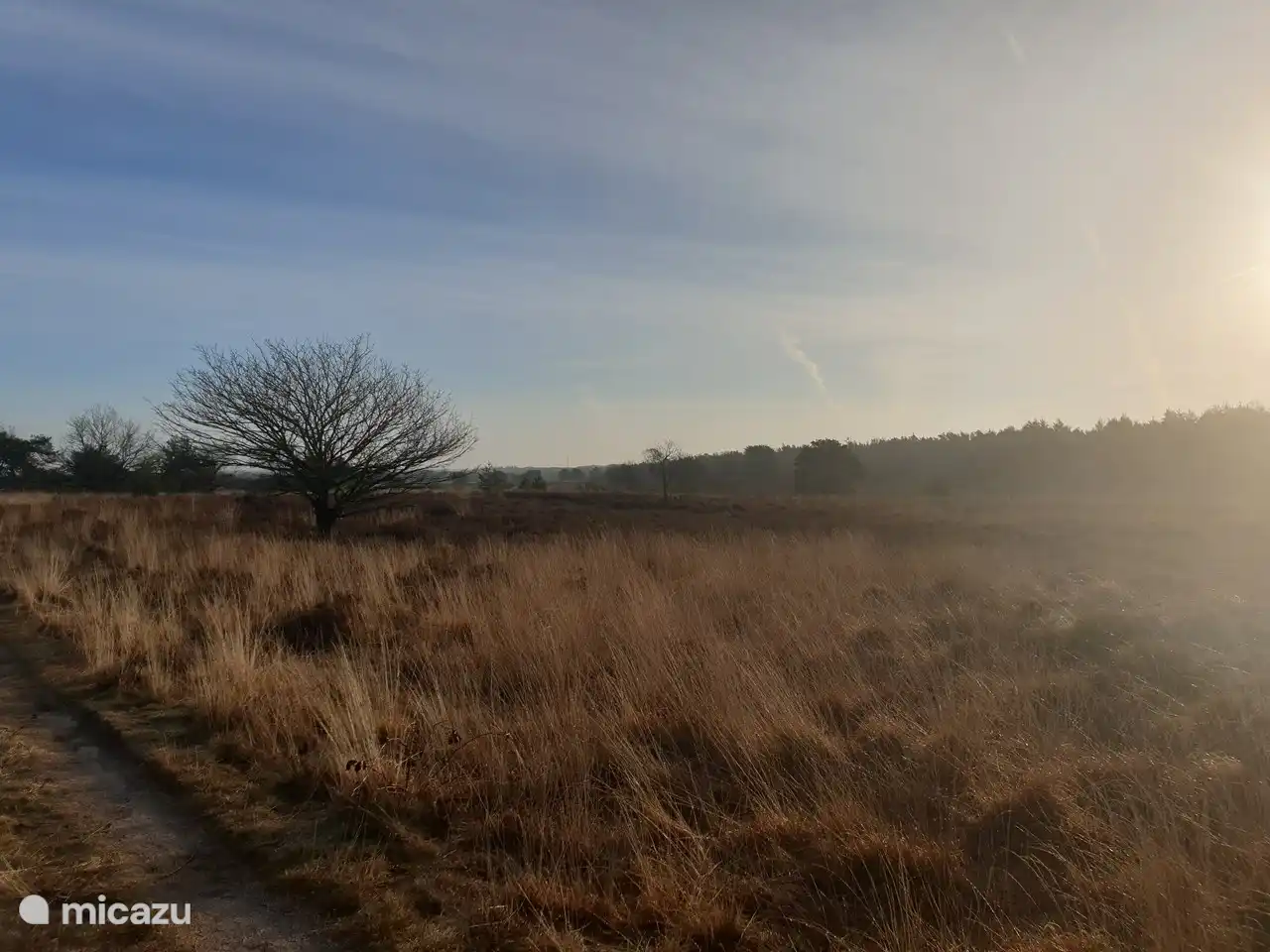 Ermeloseheide ist, wie viele Wälder, ein Gebiet, in dem Hunde frei herumlaufen können.