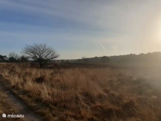 L'écureuil | Pays-Bas, Gueldre, Wells - chalet Ermelose hei, comme beaucoup de bois, est une zone sans laisse pour les chiens.